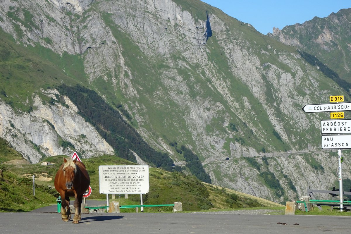 A brown horse walking along the road at the top of the Col du Soulor, next to signposts for the Col d'Aubisque and Ferrières, with grey cliffs and the narrow Litor road cut into the mountainside behind