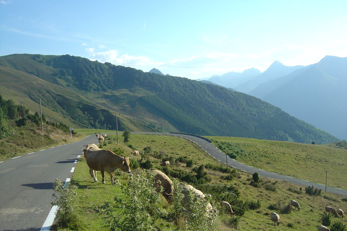 Cows grazing on the grass verge next to the road in the last kilometre of the Hautacam climb, with the road curving across the open pasture and green Pyrenean mountains behind
